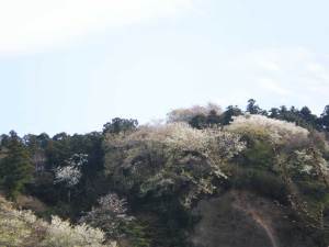 峰の桜
