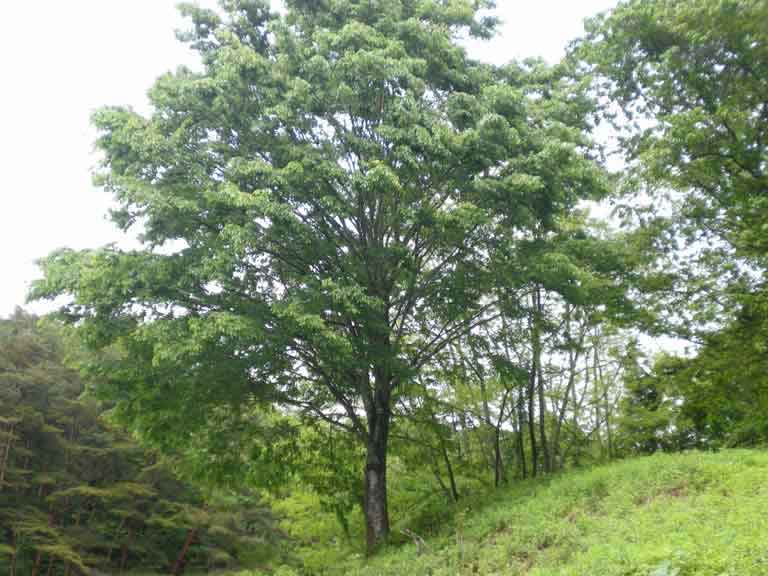 見ゆる限りの春惜しむ